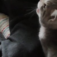 見上げて鳴く姿