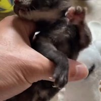 空中で水かきする小梅ちゃん