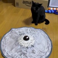 おもちゃの前に座って遠くを見つめる猫
