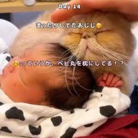 眠る赤ちゃんの頭に顔を寄せ、頭をなでられている猫