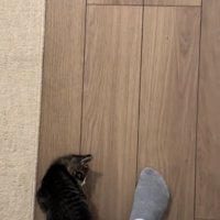保護主の左足の甲に乗って右足を見ている子猫