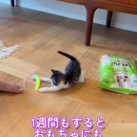おもちゃで遊ぶ子猫