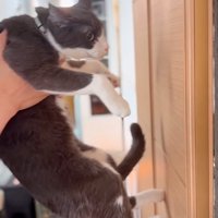 ハチワレの猫