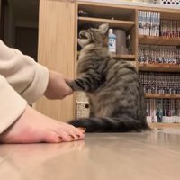 口を開けてお手をしている猫の横顔