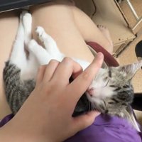 顔回りを撫でられるキジ白の子猫