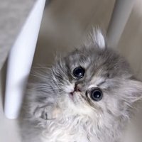 「かまってちゃん」のテロップ写真1