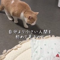 警戒している猫