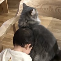 猫にあいさつをする赤ちゃん