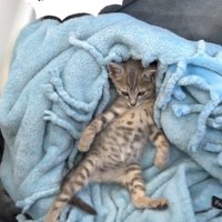 毛布の上で眠そうな子猫2