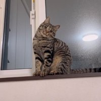 室内にいる猫