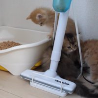 団子状態の兄弟猫