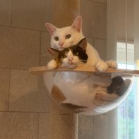 キャットタワーのボウルに入る2匹の猫