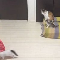 室内で過ごしている猫たち