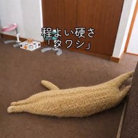 AIが生成した、タワシになった猫の画像