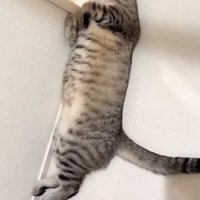 寝転がる猫