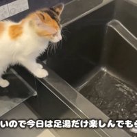 バスタブに前足をかけて覗き込む猫
