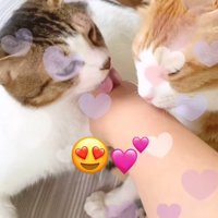 飼い主の手を念入りに舐める2頭の猫