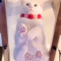 キャットウォークに座る猫