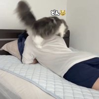 背中に乗る猫