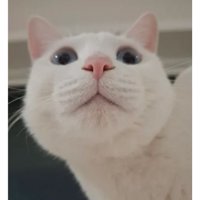 室内にいる猫