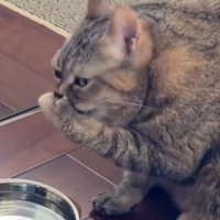 口を手で覆う猫1