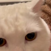 猫の顔