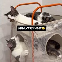 ベッドの上段で顔を前に向ける猫と下段から顔を出して上を見る猫