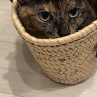 かごに入っている猫の写真1
