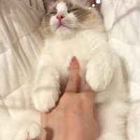 仰向けで寝ている猫