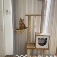 ハンモックに座る子猫
