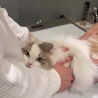 診察中の猫