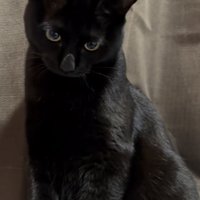 下を向いている猫の写真2