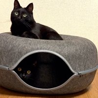 ドーム型ベッドの上に乗る猫と中に入る猫