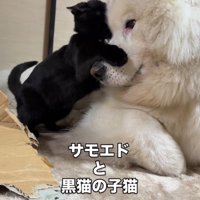 犬の鼻に飛びつく子猫