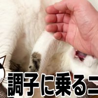 父ちゃんの手を噛んで攻撃するおーちゃんさん