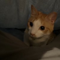 布団の中のチップくん