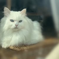 眺める猫%優雅な時間です