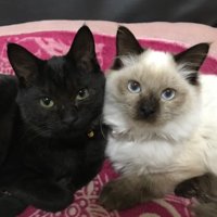 室内にいる猫