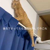 足をバタバタさせる猫