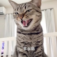 まあねと返事をする猫