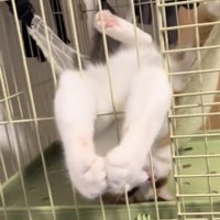 ハンモックでくつろぐ猫の写真8