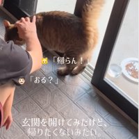 帰宅を拒否する猫