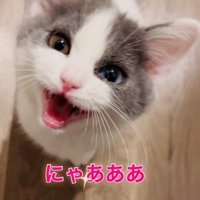 飼い主さんに答えて鳴く子猫