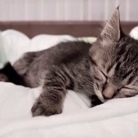 目を閉じる子猫