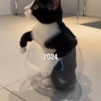 金魚鉢の中に入っているハチワレ子猫