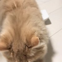 ウロウロする猫