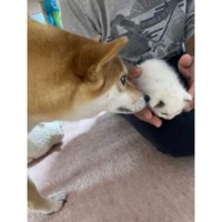 猫と犬