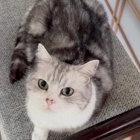 見上げる猫