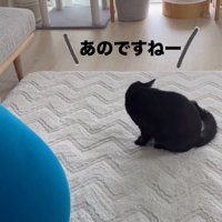 座る猫