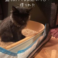 猫トイレの中に座る子猫